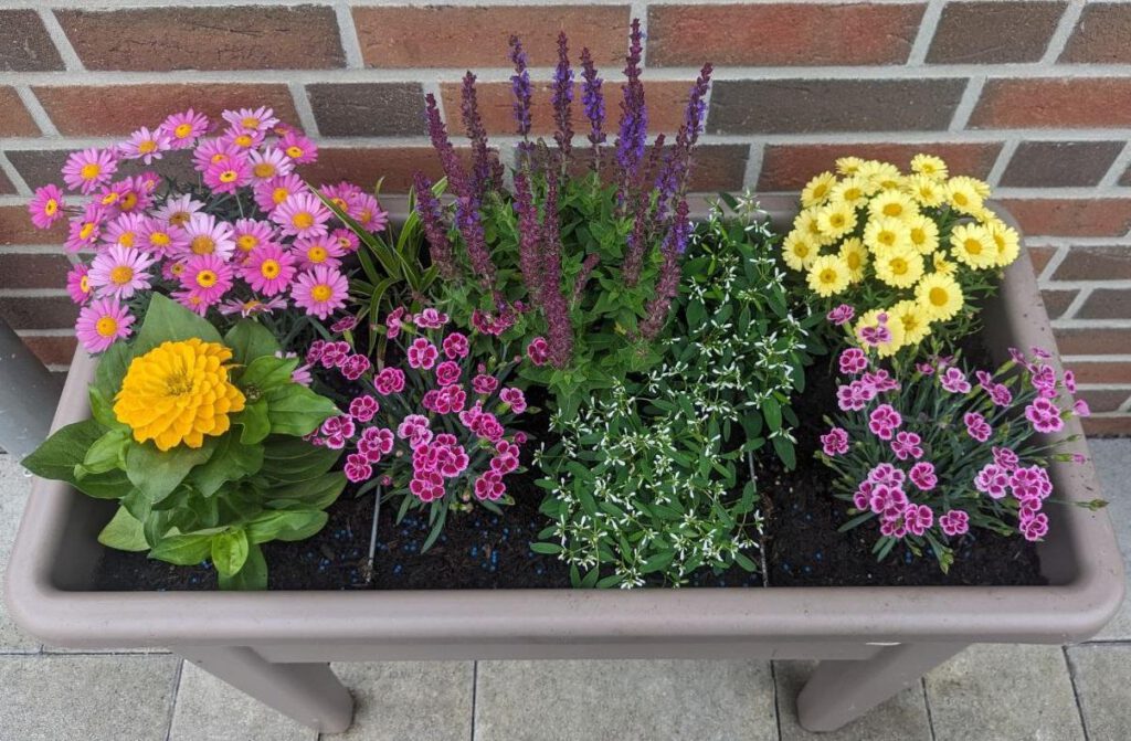 Blumenkasten bepflanzt mit: gelben und rosa Margeriten, Salbei, Zinnien, Nelken