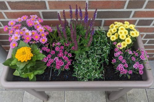 Blumenkasten bepflanzt mit: gelben und rosa Margeriten, Salbei, Zinnien, Nelken